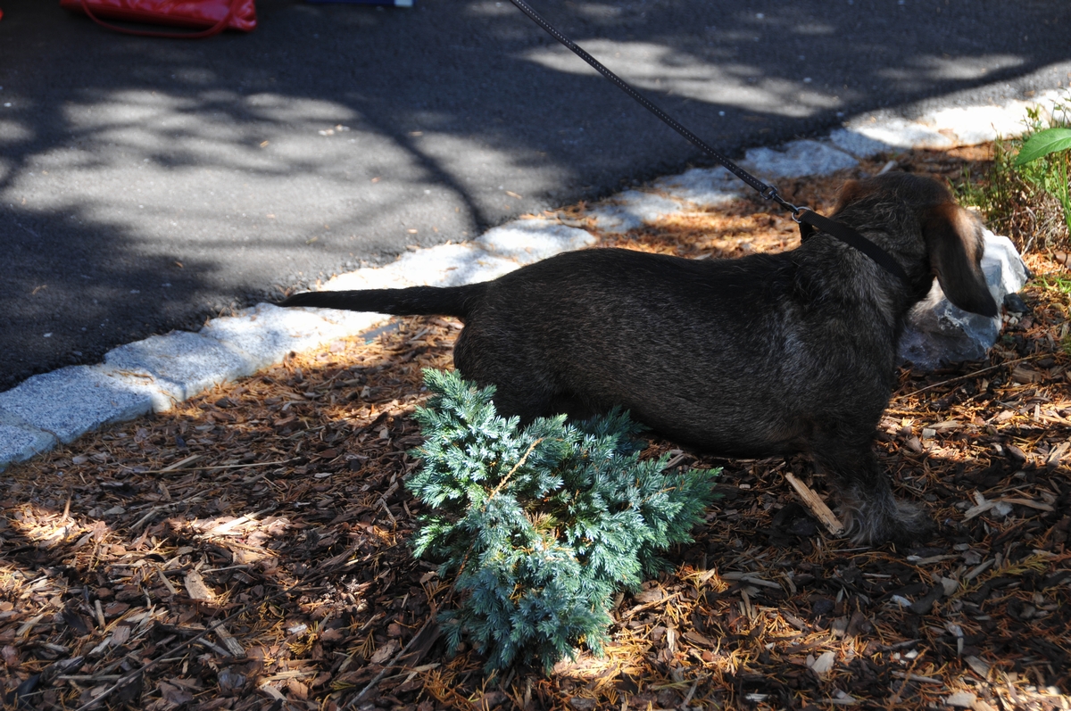 n_dsc_4378.jpg